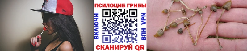Купить закладки  Кимры  Галлюциногенные грибы Psilocybe 